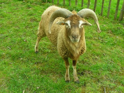 Soay